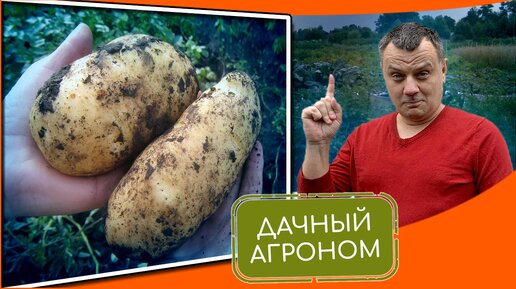 Посадка картофеля: эксперты отвечают на вопросы