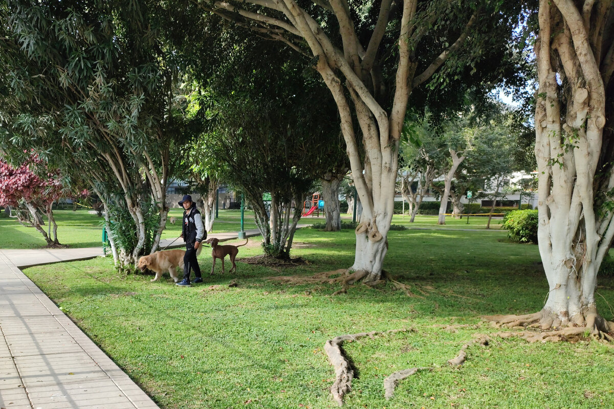 В парке наблюдаю за жителями и природой. Вдалеке привлекло дерево. 