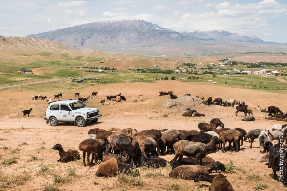 Белка и овечки