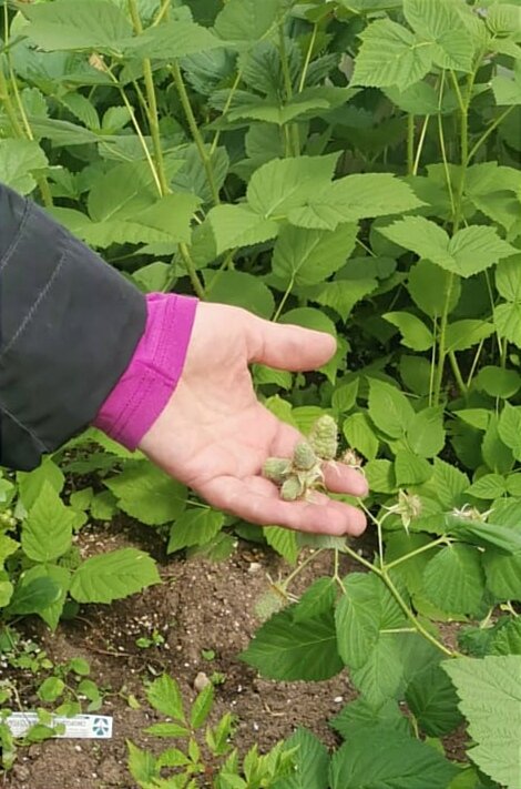 Малина Пшехиба осенней посадки 