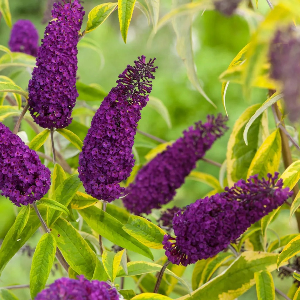 Фото будлее. Буддлея Давида бордер Бьюти. Буддлея Давида Buddleja davidii. Декоративные кустарники Буддлея Давида. Цветок Буддлея Давида.