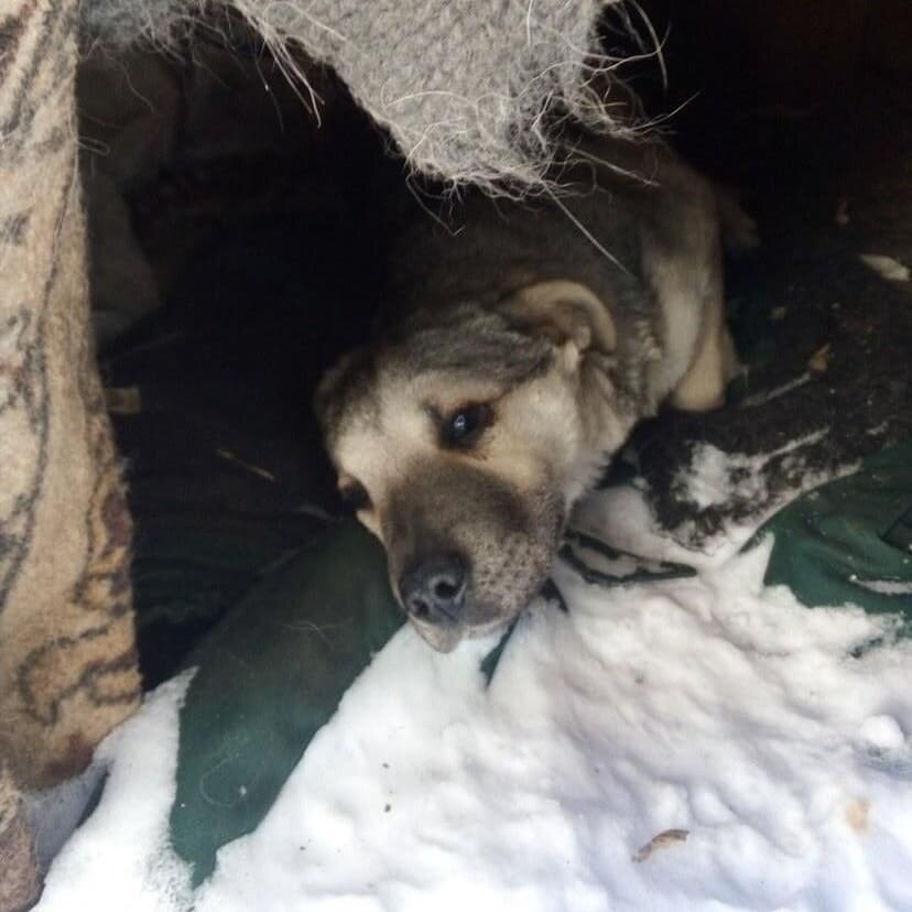 Приполз за помощью