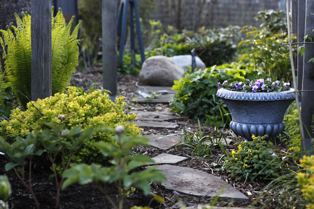 Слева страусник и спирея березолистная