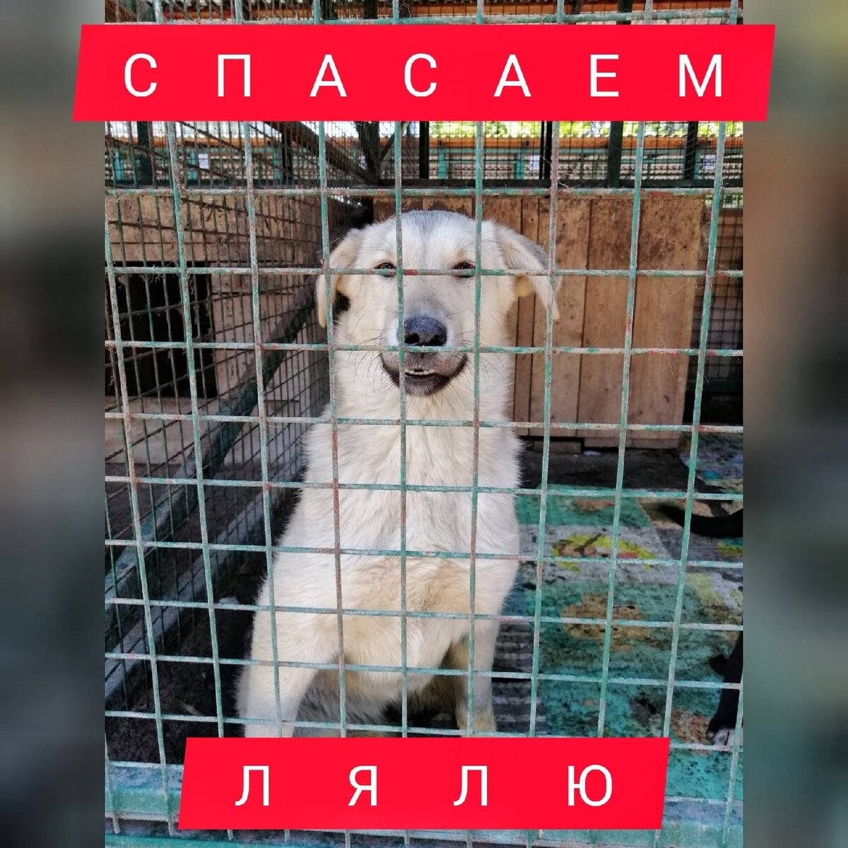 Спасаем Лялю