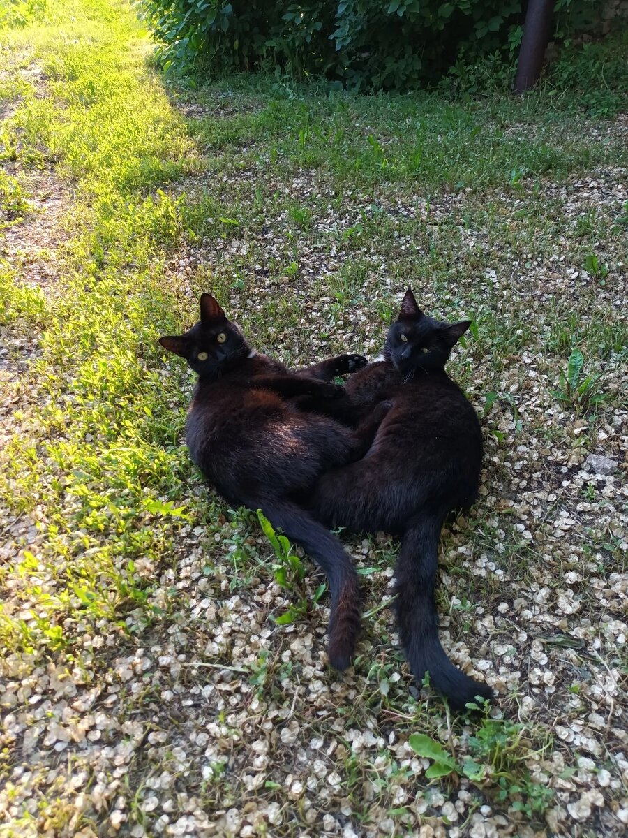 Дуся и Маркиз Фото Татьяны Автаевой