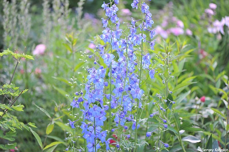 Blue Bird