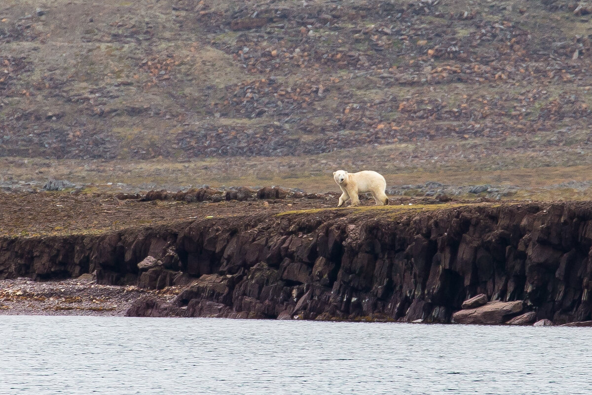 Белый медведь на архипелаге Новая Земля. Фото: Rusarc
