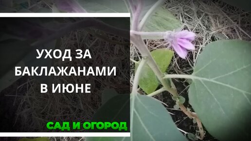 Уход за баклажанами. Рыхление и подкормка древесной золой и мульчирование