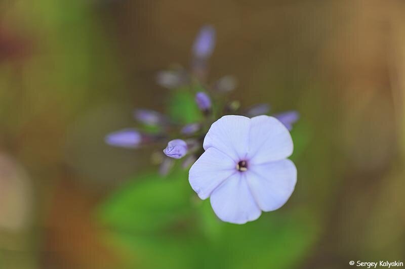 Флокс Donau. 11 фото, листайте