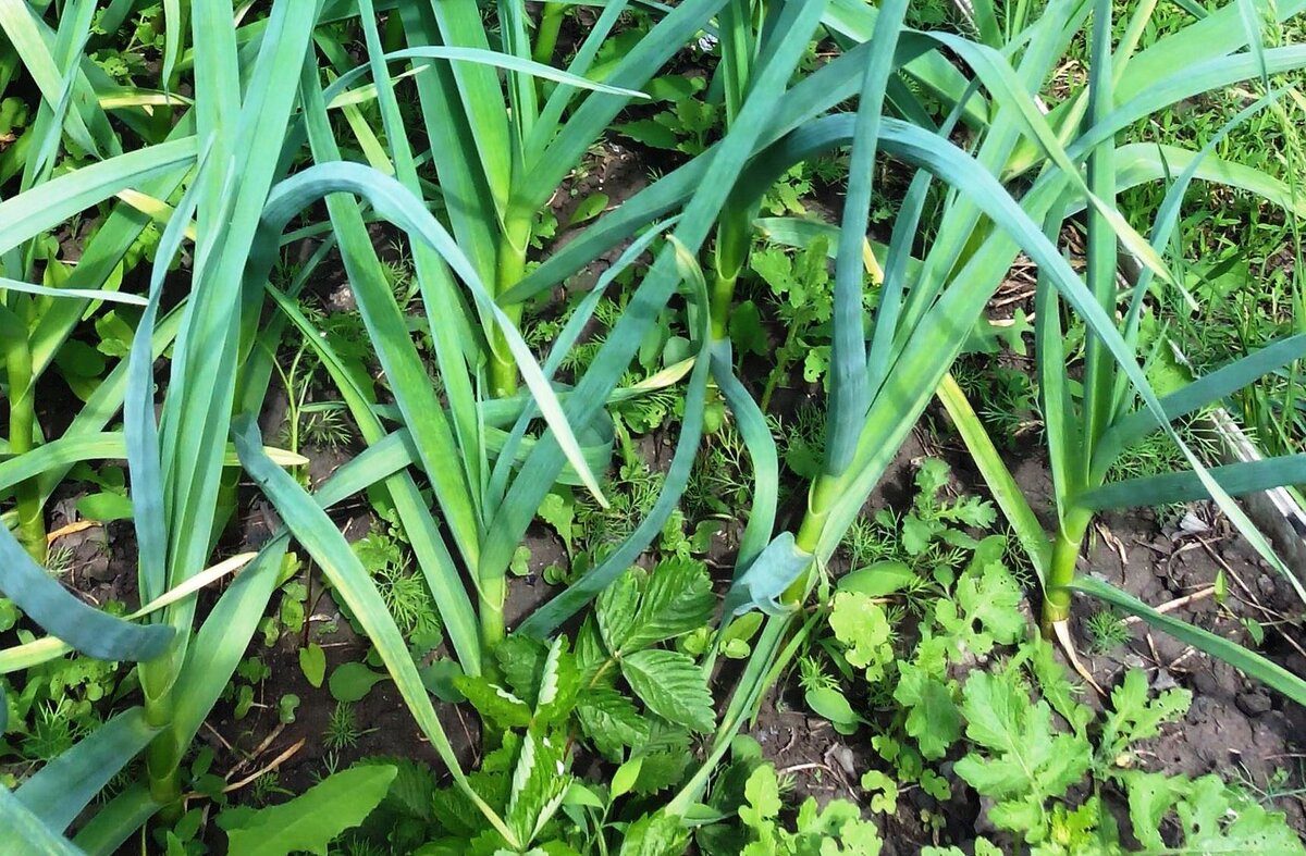 Мой чеснок еще зеленый, растет.