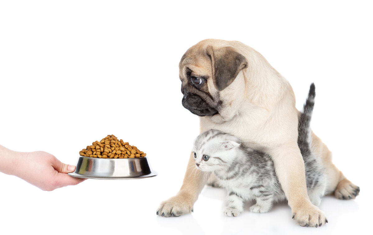 Котенок ест корм. Кошка и собака едят корм. Кошка и собака едят из миски. Корм для кошек и собак. Кормлю кота собачьим кормом.