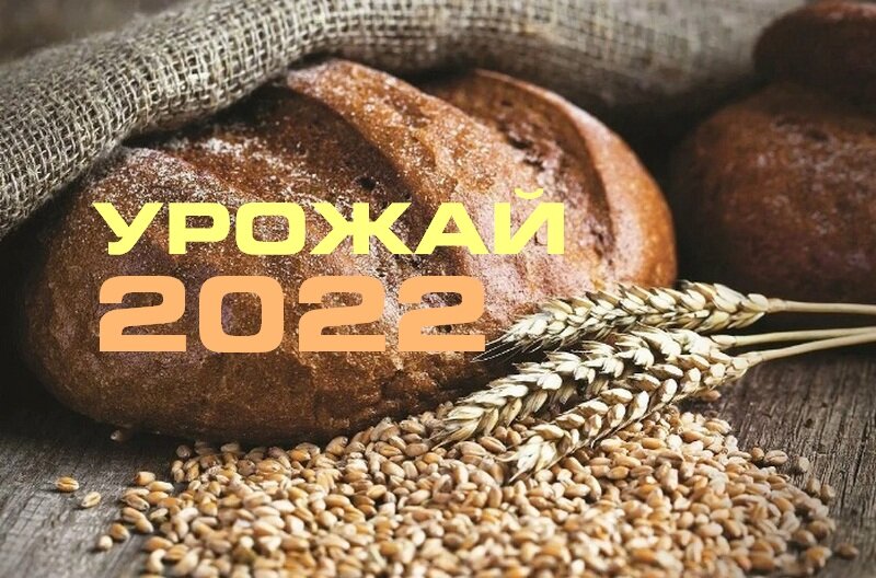 Урожай пшеницы 2022 года - ЧИТАЙТЕ СТАТЬЮ - УЗНАЙТЕ ПРОГНОЗ!