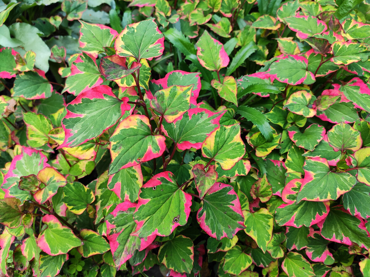 Хаутюйния - зачем ей цветы с такими-то листьями?! 