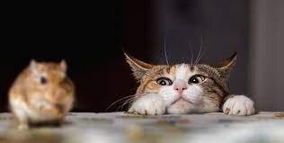 Зачастую охота нужна кошкам не для пропитания — они просто так «развлекаются»