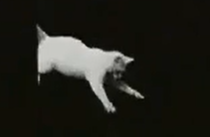 Кадр из фильма "Падение кошки" (1894)