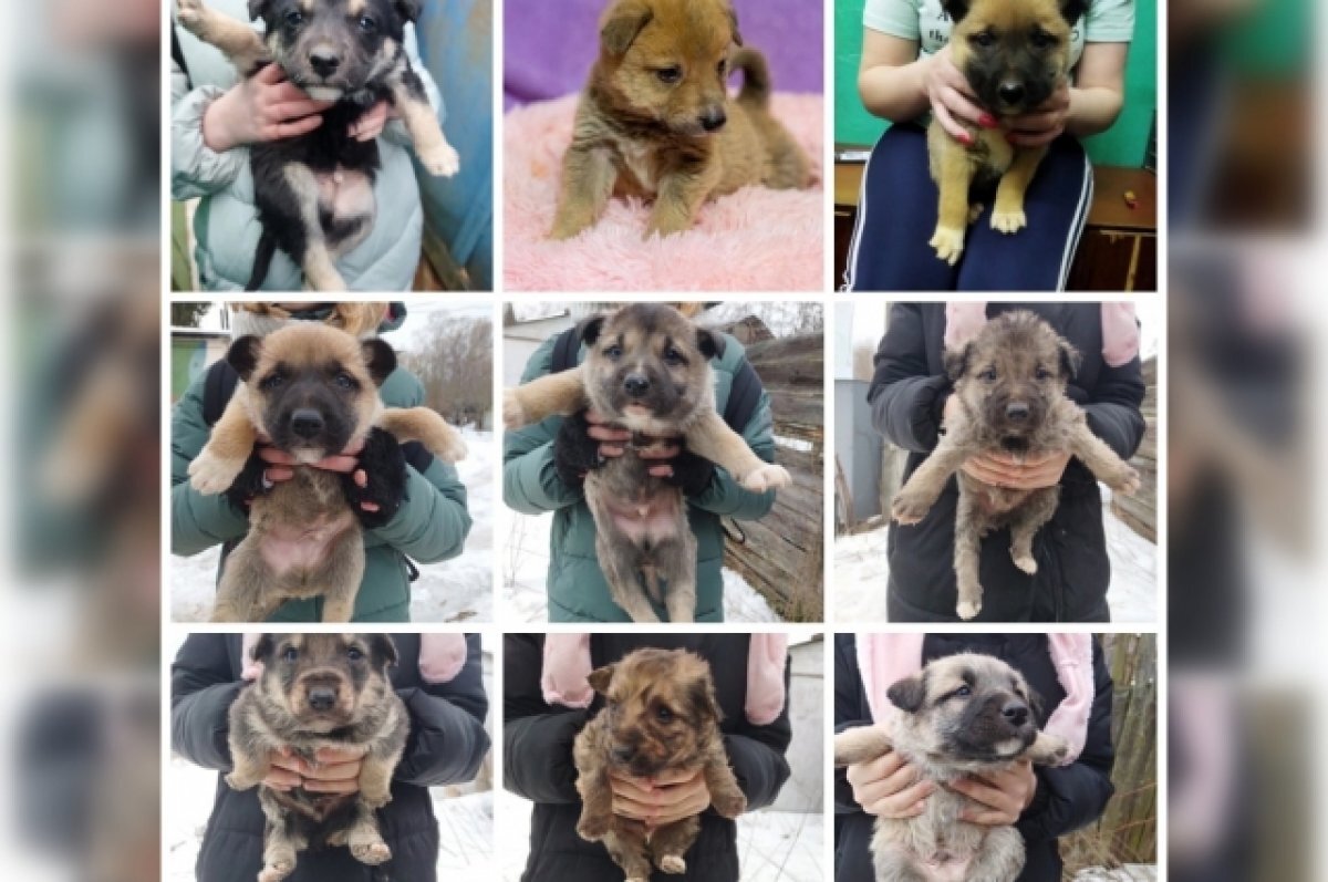    Под Тверью школьница из многодетной семьи пытается спасти 25 щенков