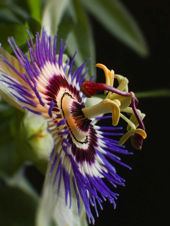 Пассифлора