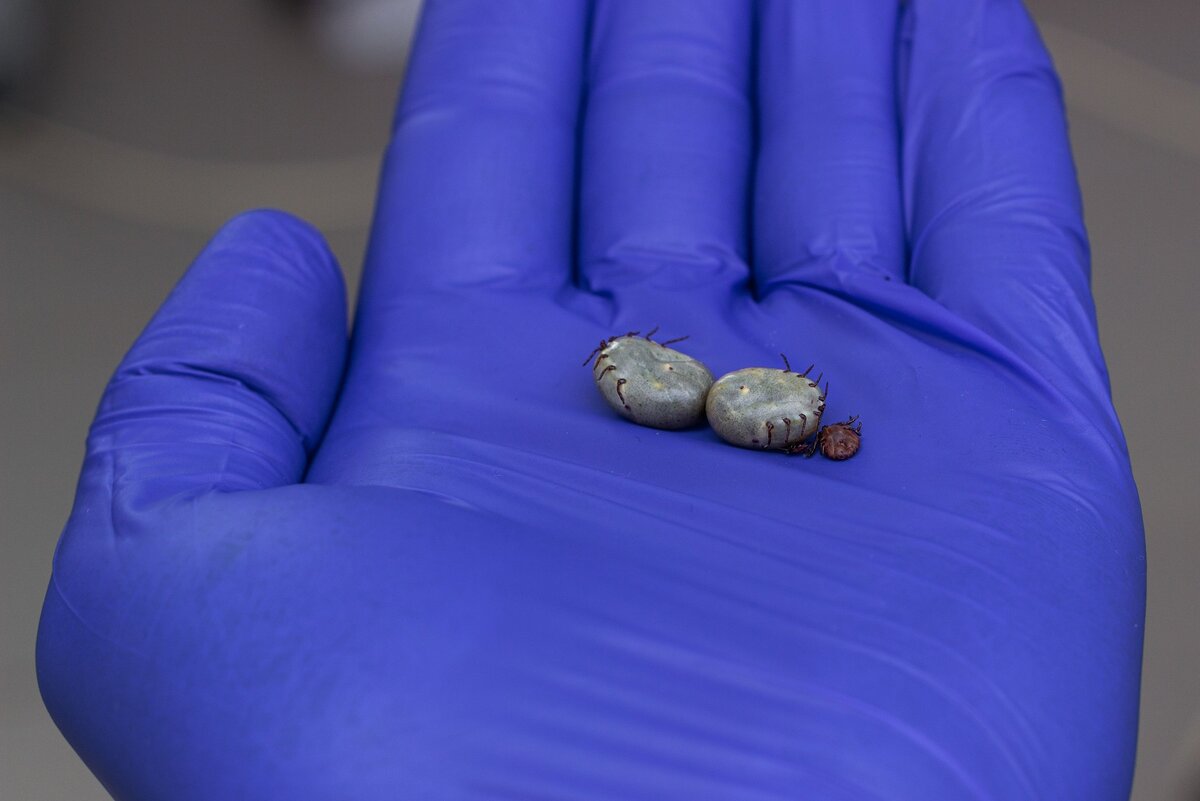    От клещевого энцефалита можно сделать прививку.legion-media