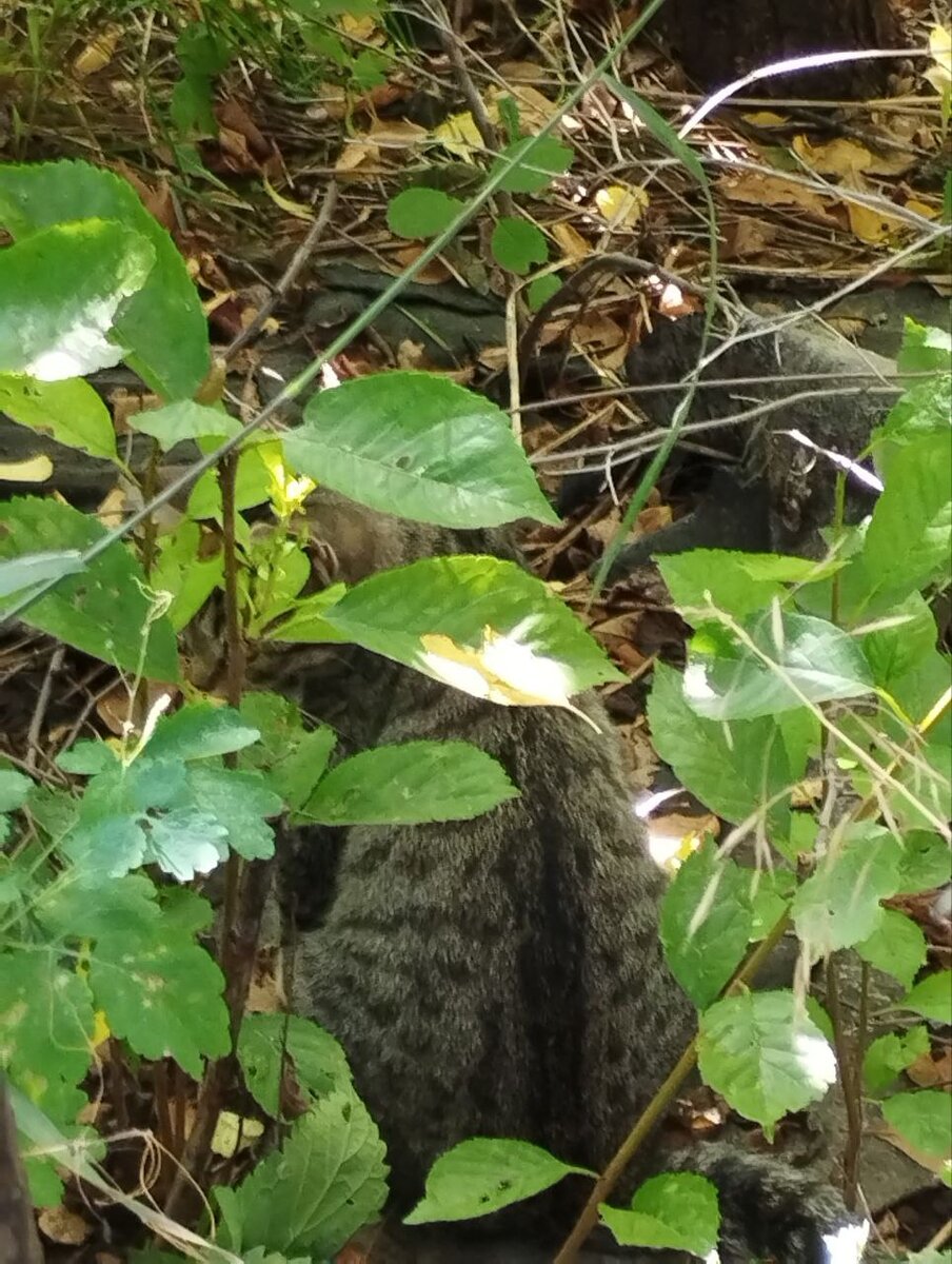 Еле заметный гость)