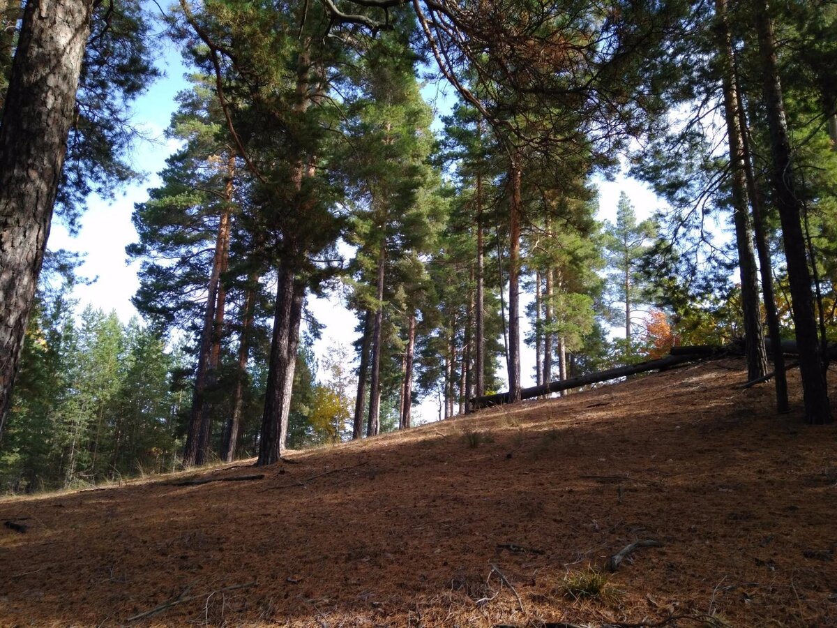 Сосны на склоне