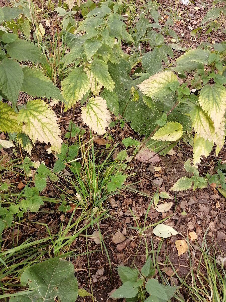 ...крапива тоже бледнеет...