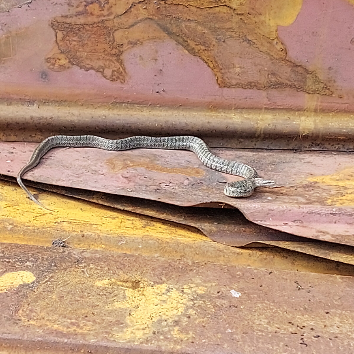 Фото все мои. Удивляюсь, что всё видно. Ручки-то тряслись от неожиданности.