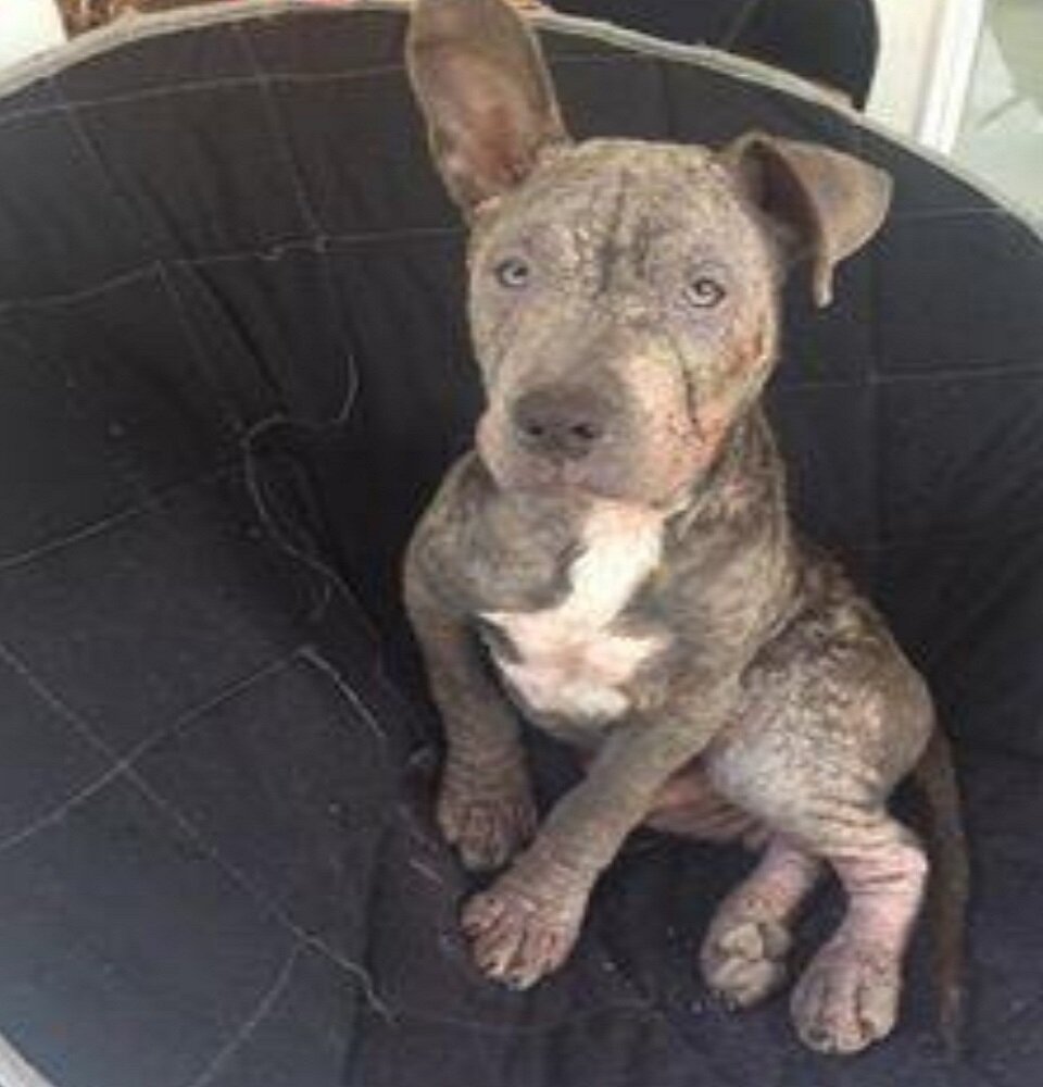 Подняв ушко, Демпси с надеждой смотрит в будущее