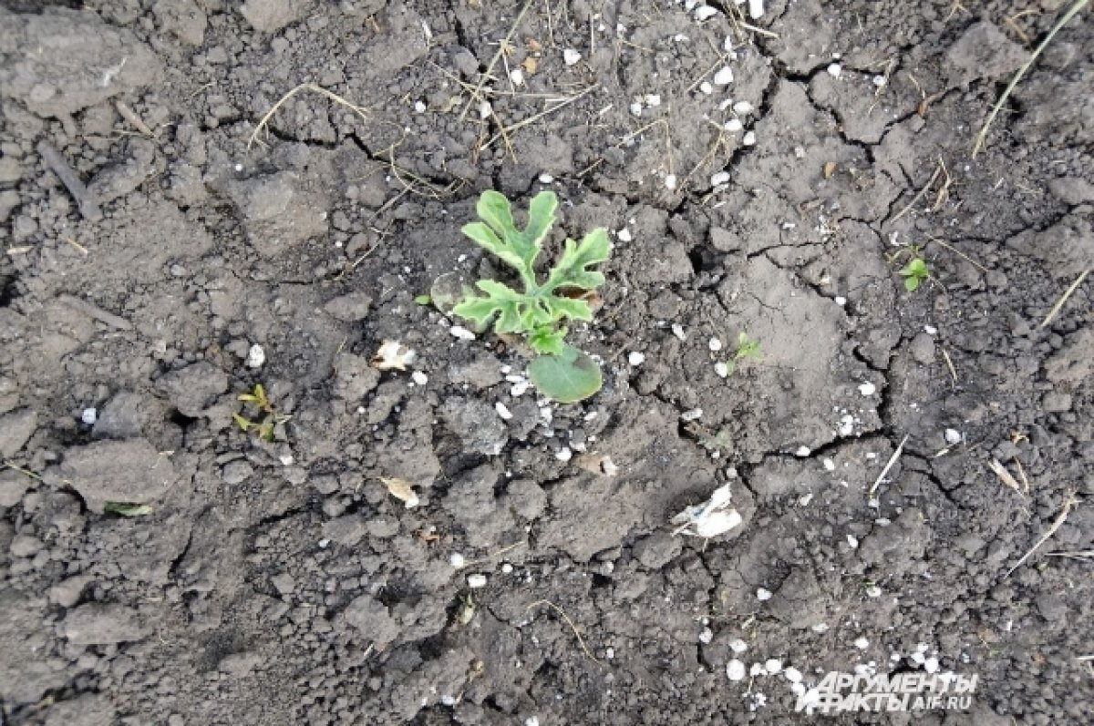    Пермский край вышел в лидеры по числу страховых выплат из-за гибели урожая