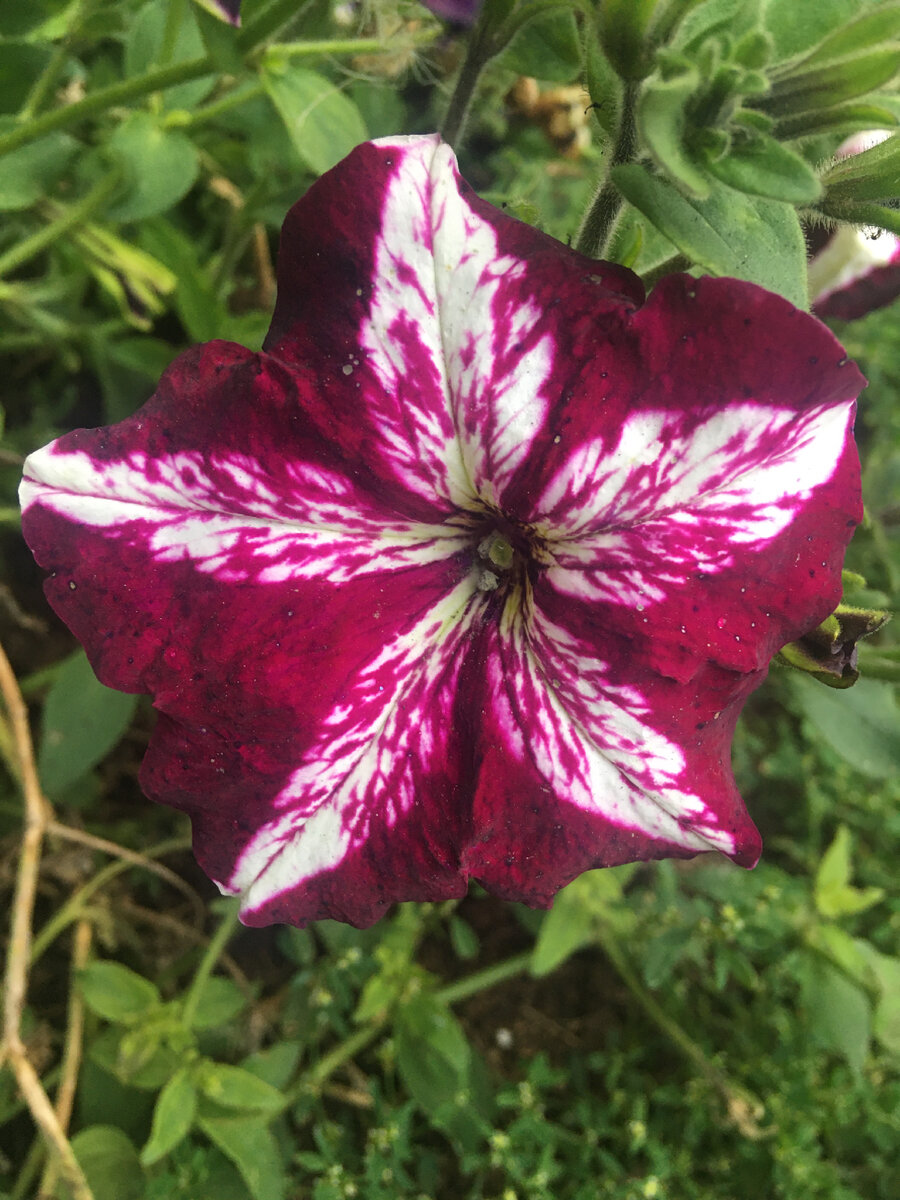 Такой только один