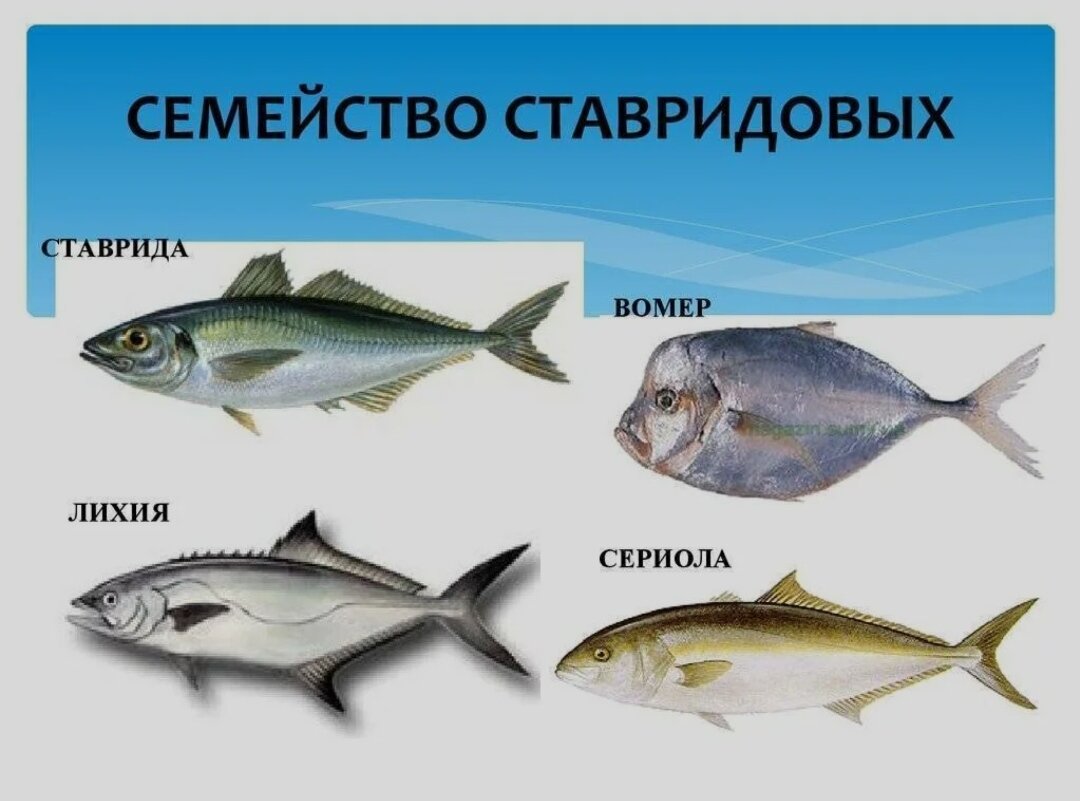 Ставридов. Семейство ставридовых рыб. Семейство тресковых рыб представители. Ставрида семейство. Рыбы семейства ставриды.