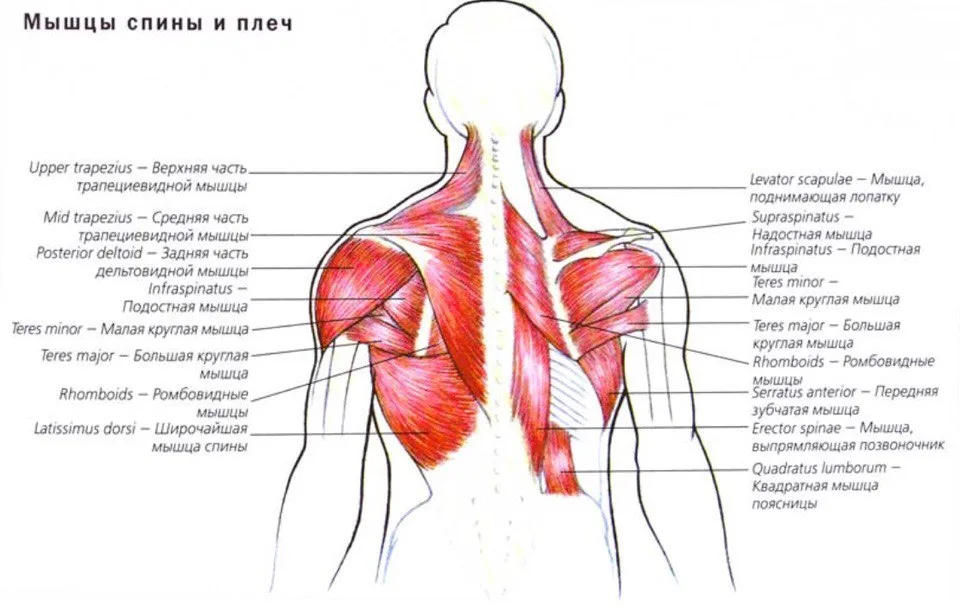 Почему дергается плечо. Строение мышц спины анатомия. Трапециевидная мышца спины анатомия. Анатомия человека мышцы шеи и спины.