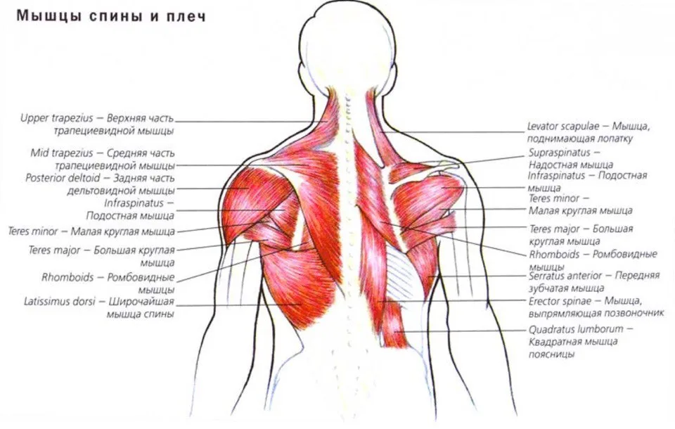 Спина как называется. Анатомия мышц шеи и плечевого пояса. Мышцы верхней части спины анатомия. Трапециевидная мышца анатомия строение. Трапециевидная мышца спины анатомия человека.