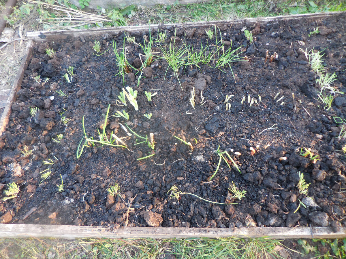 Аллярий, левая половина