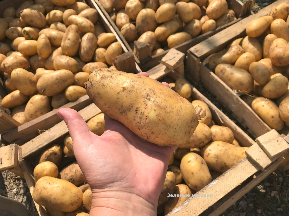 Моя картошка всегда без проволочника