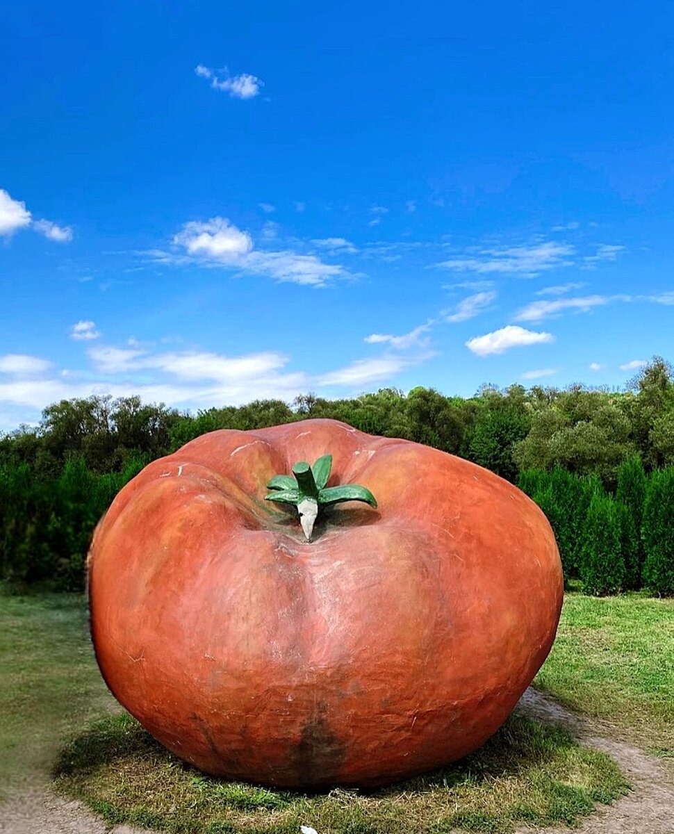 Зеленый лабиринт с помидором