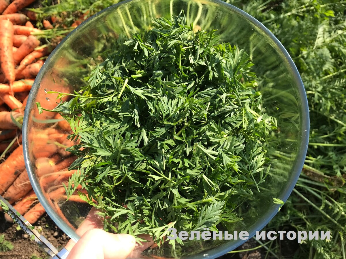 Многие ценную часть моркови выбрасывают, а я готовлю чай полезный и вкусный  | Зелёные истории | Дзен