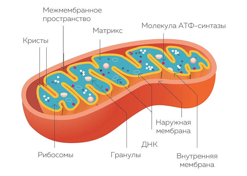 Глубоко внутри клеток вашего тела находятся крошечные электростанции – митохондрии.-2
