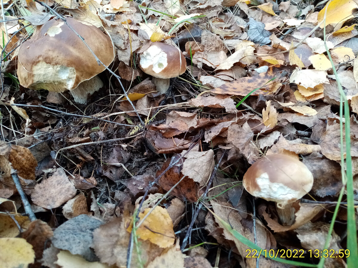 Очень поздние грибы 2022 г. Как будет в этом?