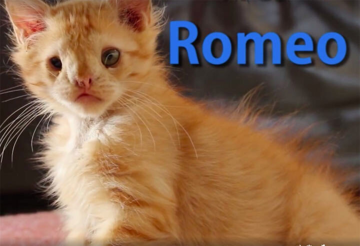  Это история о Ромео — маленьком рыжем котенке с врожденными пороками развития.