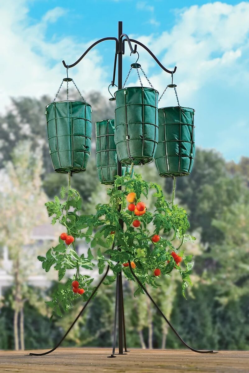 Способы выращивания помидоров. Помидоры вверх тормашками. Посадка томатов вверх тормашками. Помидоры вверх тормашками в теплице. Посадка помидор вверх корнями.