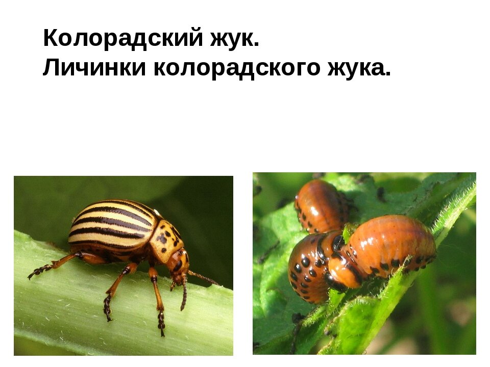 Какой тип развития характерен для колорадского жука изображенного на рисунке 1 обоснуйте свой ответ