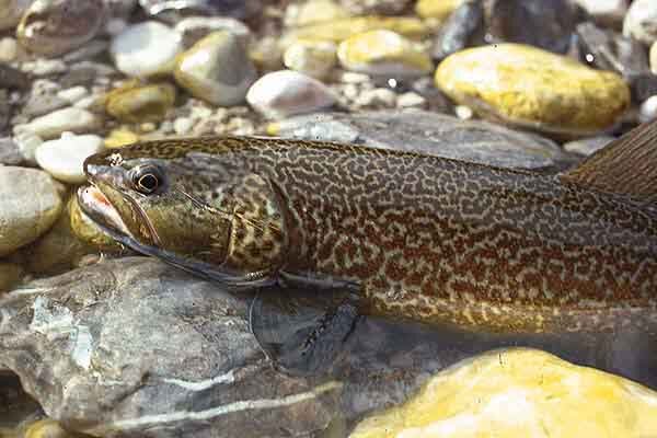 Salmo marmoratus