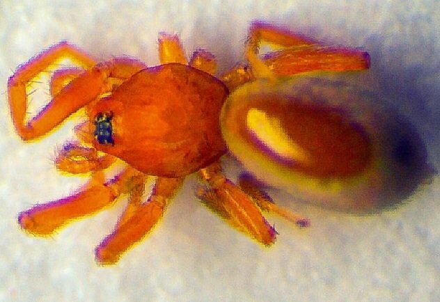 Ученые заметили уникальное событие: самка редкой птицы заложила яйца без самца