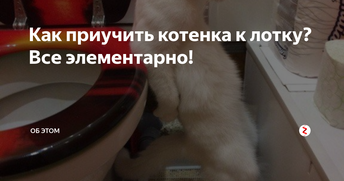 котенок 1 5 месяца как приучить к лотку