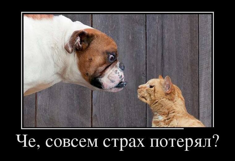 Совсем не боятся людей. Совсем не боятся людей. Человек дошел до цели. Мужчина боится. Не бояться перемен цитаты.