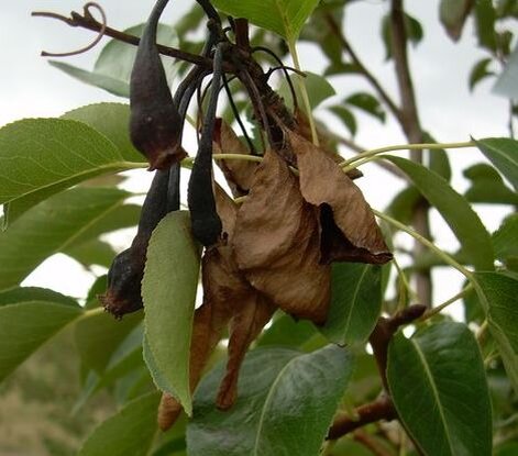 Как это выглядит?
Ожог плодовых деревьев проявляется обычно рано весной на цветущих деревьях. Оптимальными условиями для развития болезни в период цветения является относительно высокая влажность – 70%, и температура выше 18°. Цветки и завязи увядают и чернеют. Инфекция переходит на листья и молодые побеги, которые начинают чернеть с кончиков, затем скручиваются, и инфекция быстро распространяется вниз по дереву. Листья буреют и чернеют, но не опадают, оставаясь на дереве, как и цветки, в течение всего периода вегетации. Побеги становятся коричневыми и могут крючкообразно искривляться по типу «пастушьего посоха». Дерево производит впечатление обожженного огнем. Кора ветвей размягчается, на ее поверхности появляются капли молочно-белой или желтоватой жидкости – экссудат. В сухих условиях экссудат засыхает. Пораженные плоды приобретают коричневую окраску, увядают и остаются в мумифицированном состоянии.
Распространяется ожог с посадочным и прививочным материалом, инструментами при обрезке, переносится насекомыми-опылителями и сосущими вредителями (тля). Инфекция может распространяться птицами, дождем, ветром и даже инфицированными плодами и тарой.