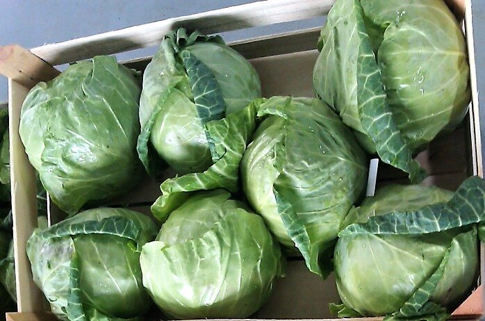 Голубцы из капусты. Ранняя капуста для голубцов. Капуста савойская ранняя. Сорта капусты для голубцов. Капустные листья для голубцов в микроволновке.