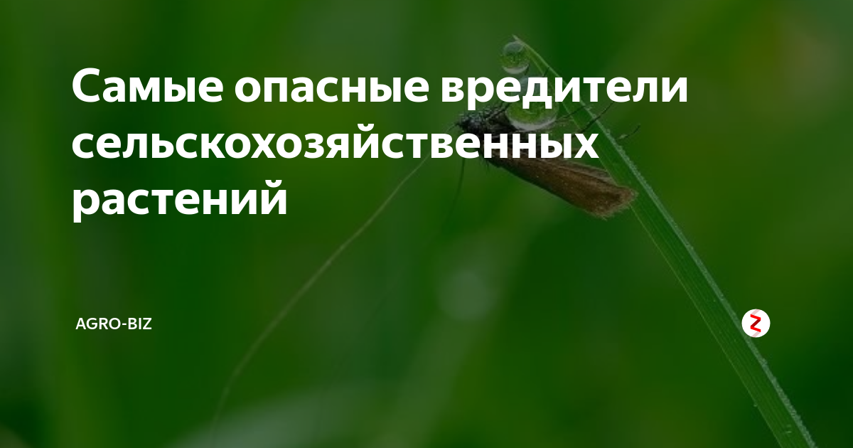 Самые опасные вредители сельскохозяйственных растений | Agro-Biz | Дзен