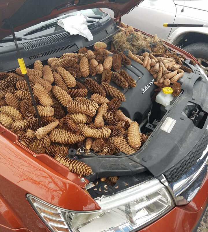 Моторный отсек — идеальное, по беличьей логике, место для хранения припасов: теплое, сухое, защищенное от света и непогоды.