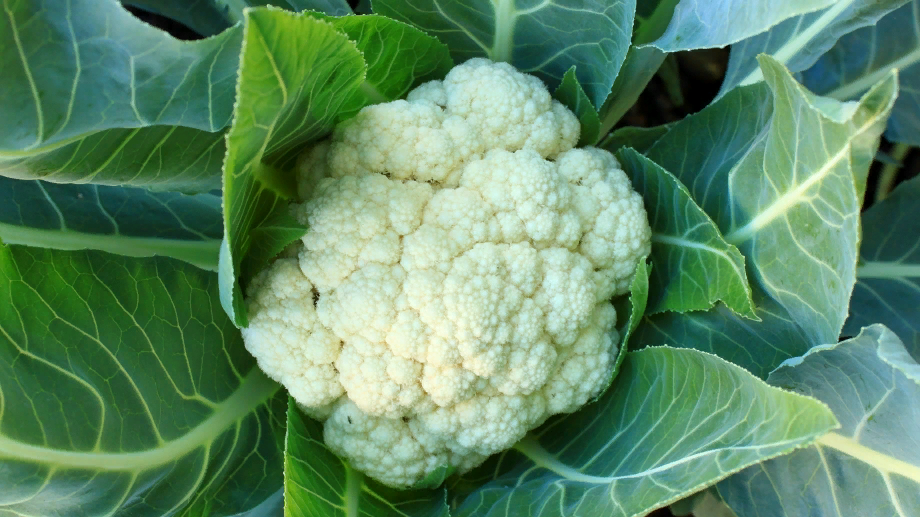 Панкреатит ведёт к раку. Какие продукты не допустят развитие болезни?
